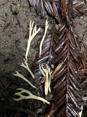  (Ramariopsis sp. CA03 - HAY-F-002367)  @11 [ ] by-nc (2023) Dean Lyons Fungal Diversity Survey