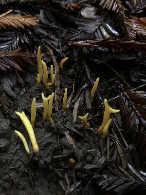  (Clavulinopsis sp. CA08 - HAY-F-002366)  @11 [ ] by-nc (2023) Dean Lyons Fungal Diversity Survey