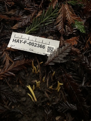  ( - HAY-F-002366)  @11 [ ] by-nc (2023) Dean Lyons Fungal Diversity Survey