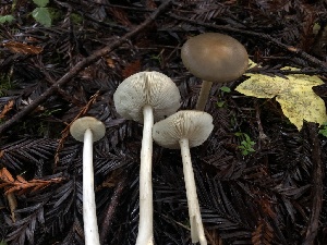  (Melanoleuca subcinereiformis - HAY-F-002308)  @11 [ ] by-nc (2023) Dean Lyons Fungal Diversity Survey