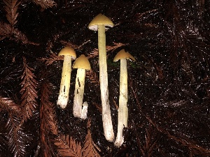  ( - HAY-F-002314)  @11 [ ] by-nc (2023) Dean Lyons Fungal Diversity Survey