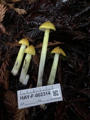  ( - HAY-F-002314)  @11 [ ] by-nc (2023) Dean Lyons Fungal Diversity Survey