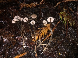  ( - HAY-F-002362)  @11 [ ] by-nc (2023) Dean Lyons Fungal Diversity Survey
