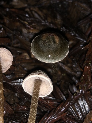  ( - HAY-F-002362)  @11 [ ] by-nc (2023) Dean Lyons Fungal Diversity Survey