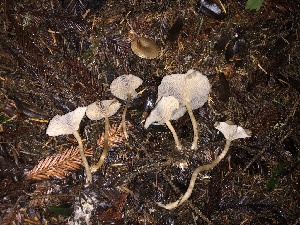 ( - HAY-F-002316)  @11 [ ] by-nc (2023) Dean Lyons Fungal Diversity Survey