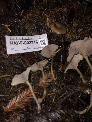  ( - HAY-F-002316)  @11 [ ] by-nc (2023) Dean Lyons Fungal Diversity Survey