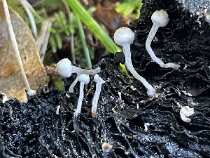  ( - HAY-F-007609)  @11 [ ] by-nc (2023) Damon Tighe Fungal Diversity Survey