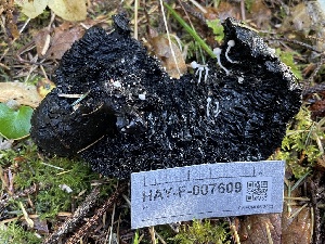  ( - HAY-F-007609)  @11 [ ] by-nc (2023) Damon Tighe Fungal Diversity Survey