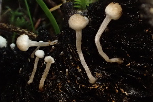  ( - HAY-F-007609)  @11 [ ] by-nc (2023) Damon Tighe Fungal Diversity Survey