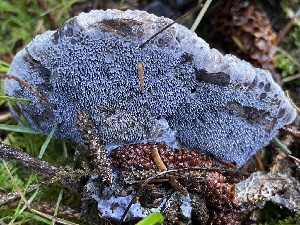  ( - HAY-F-007608)  @11 [ ] by-nc (2023) Damon Tighe Fungal Diversity Survey