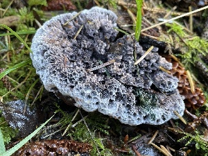  ( - HAY-F-007608)  @11 [ ] by-nc (2023) Damon Tighe Fungal Diversity Survey