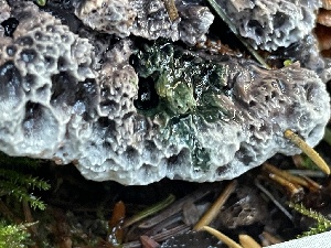  ( - HAY-F-007608)  @11 [ ] by-nc (2023) Damon Tighe Fungal Diversity Survey