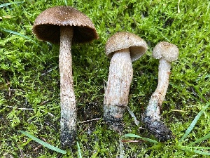  ( - HAY-F-007612)  @11 [ ] by-nc (2023) Damon Tighe Fungal Diversity Survey