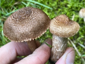  ( - HAY-F-007612)  @11 [ ] by-nc (2023) Damon Tighe Fungal Diversity Survey
