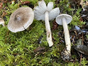  ( - HAY-F-007618)  @11 [ ] by-nc (2023) Damon Tighe Fungal Diversity Survey