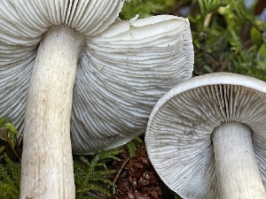 ( - HAY-F-007618)  @11 [ ] by-nc (2023) Damon Tighe Fungal Diversity Survey