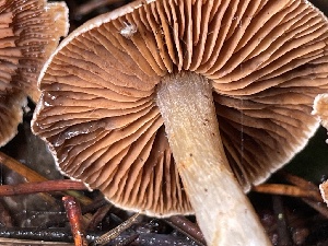  ( - HAY-F-007619)  @11 [ ] by-nc (2023) Damon Tighe Fungal Diversity Survey