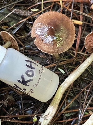  ( - HAY-F-007619)  @11 [ ] by-nc (2023) Damon Tighe Fungal Diversity Survey