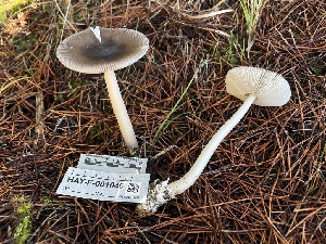 ( - HAY-F-001046)  @11 [ ] by-nc (2023) Christian Schwarz Fungal Diversity Survey