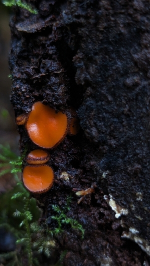  (Scutellinia sp. PNW02 - HAY-F-001489)  @11 [ ] c (2023) Michelle C. Torres-Grant Fungal Diversity Survey