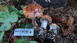  (Calonarius napus - HAY-F-001492)  @11 [ ] c (2023) Michelle C. Torres-Grant Fungal Diversity Survey