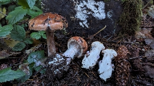  ( - HAY-F-001492)  @11 [ ] c (2023) Michelle C. Torres-Grant Fungal Diversity Survey