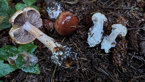  ( - HAY-F-001492)  @11 [ ] c (2023) Michelle C. Torres-Grant Fungal Diversity Survey