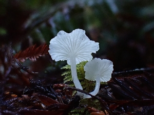  ( - HAY-F-007434)  @11 [ ] by (2023) Mandy Hackney Fungal Diversity Survey
