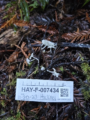  ( - HAY-F-007434)  @11 [ ] by (2023) Mandy Hackney Fungal Diversity Survey