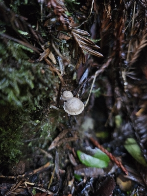  ( - HAY-F-007435)  @11 [ ] by (2023) Mandy Hackney Fungal Diversity Survey