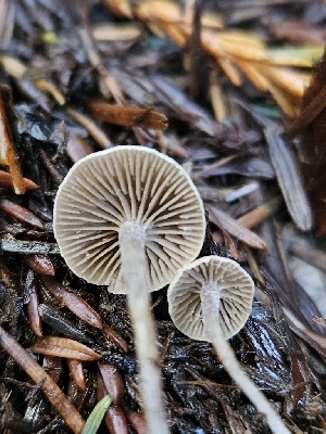  ( - HAY-F-007435)  @11 [ ] by (2023) Mandy Hackney Fungal Diversity Survey