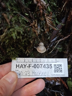  ( - HAY-F-007435)  @11 [ ] by (2023) Mandy Hackney Fungal Diversity Survey