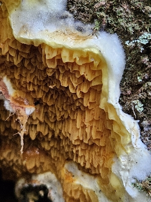  (Serpula sp. CA01 - HAY-F-007436)  @11 [ ] by (2023) Mandy Hackney Fungal Diversity Survey
