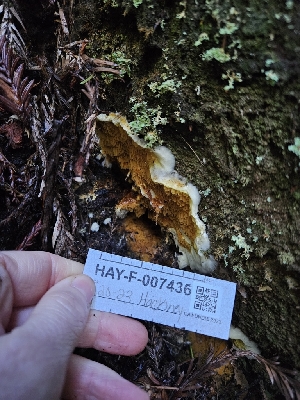  ( - HAY-F-007436)  @11 [ ] by (2023) Mandy Hackney Fungal Diversity Survey