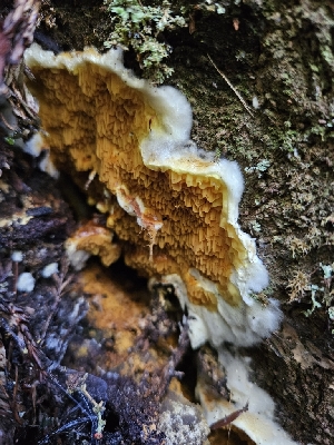  ( - HAY-F-007436)  @11 [ ] by (2023) Mandy Hackney Fungal Diversity Survey