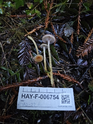  ( - HAY-F-006754)  @11 [ ] by (2023) Mandy Hackney Fungal Diversity Survey