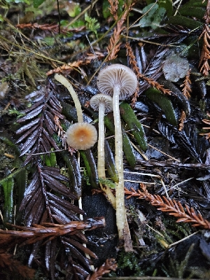  ( - HAY-F-006754)  @11 [ ] by (2023) Mandy Hackney Fungal Diversity Survey