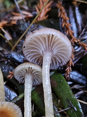  ( - HAY-F-006754)  @11 [ ] by (2023) Mandy Hackney Fungal Diversity Survey