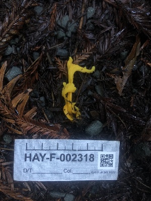  ( - HAY-F-002318)  @11 [ ] by-nc (2023) Dean Lyons Fungal Diversity Survey