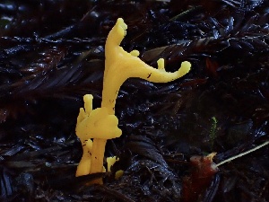  ( - HAY-F-002318)  @11 [ ] by-nc (2023) Dean Lyons Fungal Diversity Survey