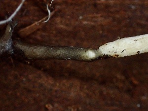  ( - HAY-F-002320)  @11 [ ] by-nc (2023) Dean Lyons Fungal Diversity Survey