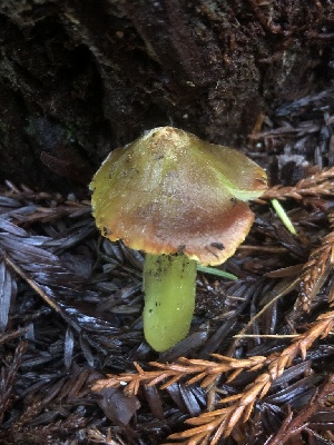  ( - HAY-F-002323)  @11 [ ] by-nc (2023) Dean Lyons Fungal Diversity Survey