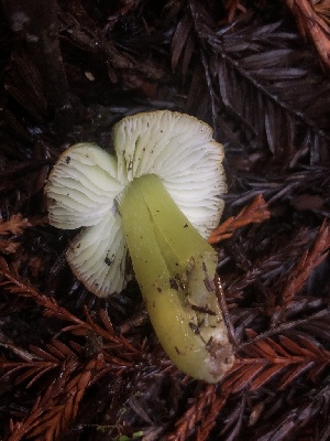  ( - HAY-F-002323)  @11 [ ] by-nc (2023) Dean Lyons Fungal Diversity Survey