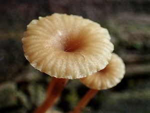  ( - HAY-F-002324)  @11 [ ] by-nc (2023) Dean Lyons Fungal Diversity Survey