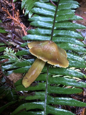  ( - HAY-F-002355)  @11 [ ] by-nc (2023) Dean Lyons Fungal Diversity Survey