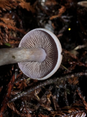  ( - HAY-F-002354)  @11 [ ] by-nc (2023) Dean Lyons Fungal Diversity Survey