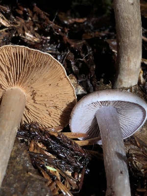  ( - HAY-F-002354)  @11 [ ] by-nc (2023) Dean Lyons Fungal Diversity Survey