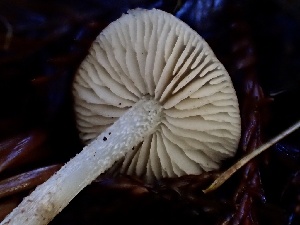  (Entoloma cystomarginatum - HAY-F-002352)  @11 [ ] by-nc (2023) Dean Lyons Fungal Diversity Survey