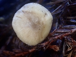  ( - HAY-F-002352)  @11 [ ] by-nc (2023) Dean Lyons Fungal Diversity Survey