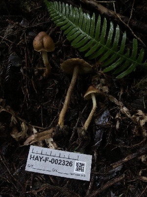  ( - HAY-F-002326)  @11 [ ] by-nc (2023) Dean Lyons Fungal Diversity Survey